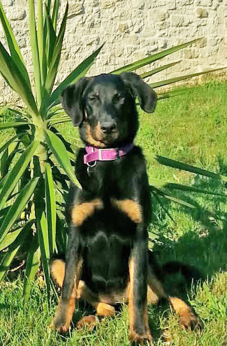 domainedelalicorne.fr Elevage de beauceron chiot beauceron pure race élevage du clos de la licorne elevage des gardiens de la licorne elevage beauceron noir et feu authentique gros gabarits élevage de Beauceron familial sérieux et qualité domainedelalicorne.fr suivi des chiots conseil d’éducation chiot propre bas rouge santé caractère spécialiste du beauceron noir et feu ou arlequin chien rustique berger de France  nos chiots sont élevés avec amour et attention notre passion au service de la qualité Beauceron de qualité et sportif domaine de la licorne 04380 BARRAS élevage en liberté éleveur berger de beauce élevage de beauceron de travail 